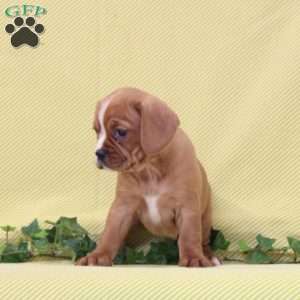 Betty, Boston Terrier Mix Puppy